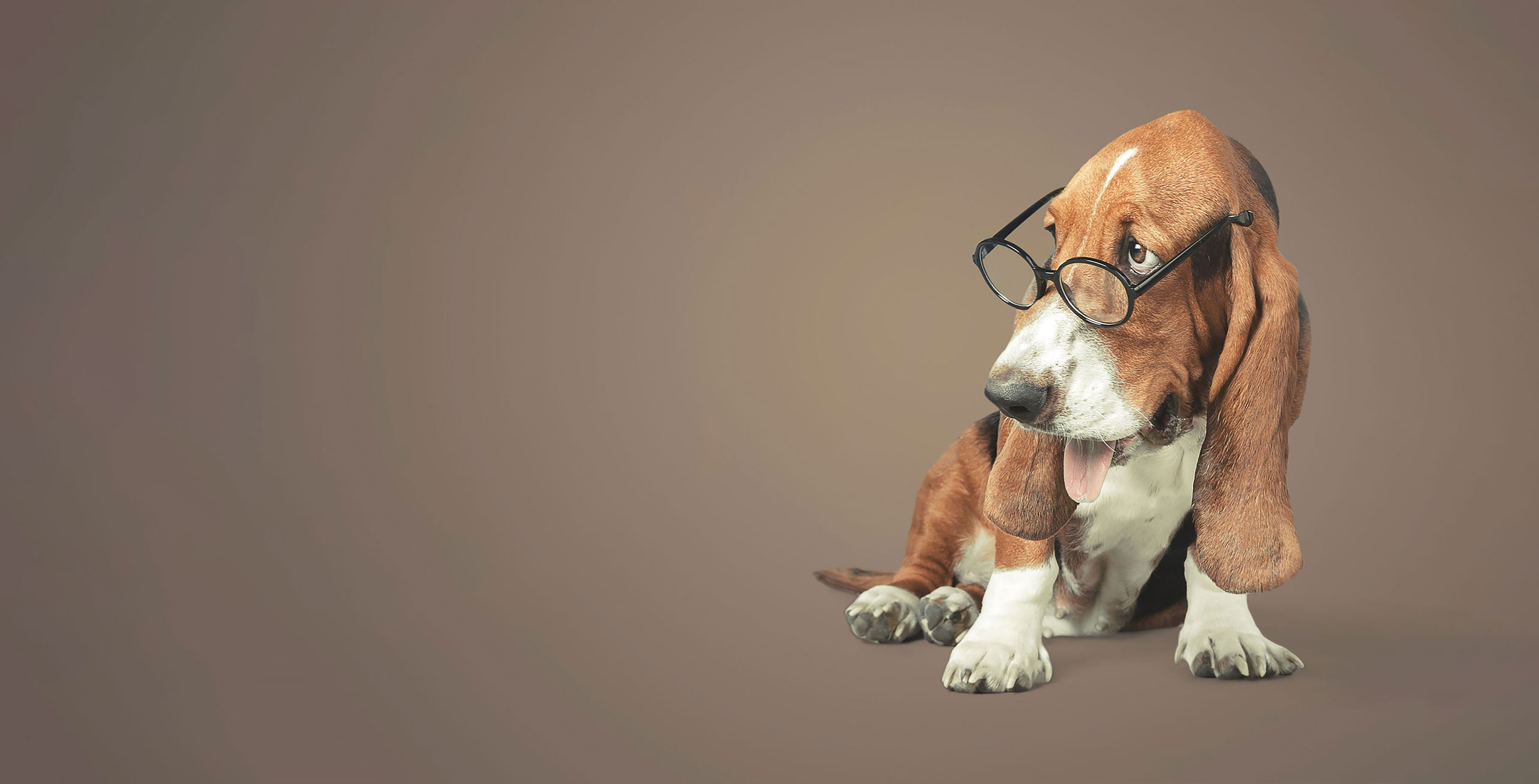 victor-eye-centre-old-dog-glasses